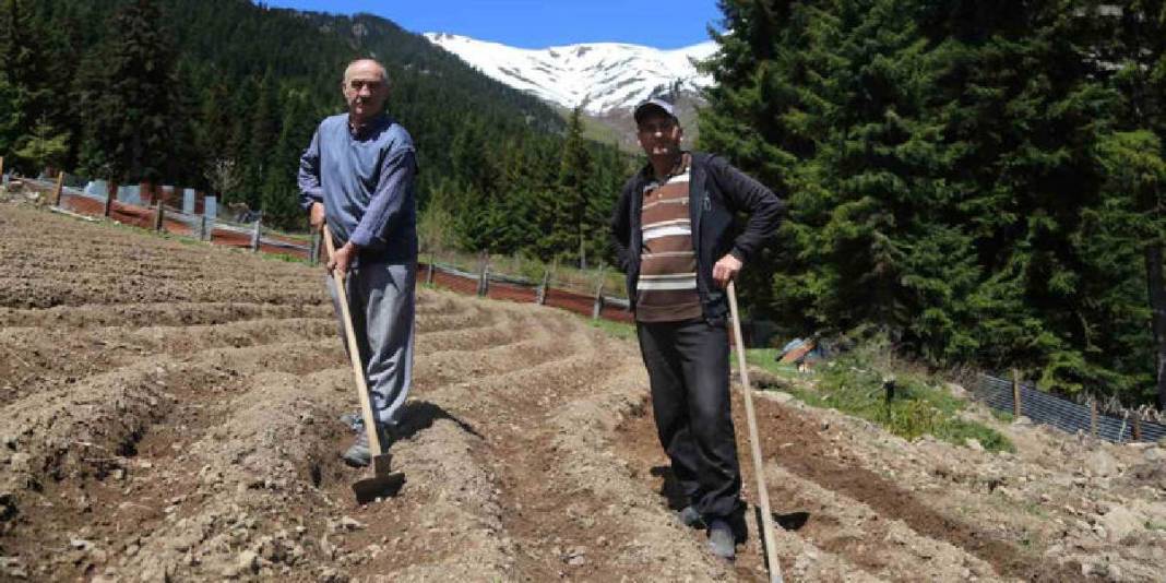 1453 rakımda imece usulü tarım yapıyorlar! 25 hektar insan gücüyle işleniyor 5
